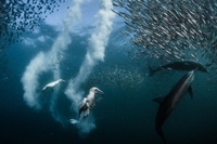 National Geographic premia le migliori foto di natura del 2016