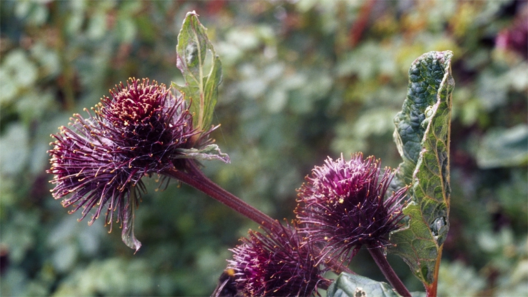 bardana pianta spontanea