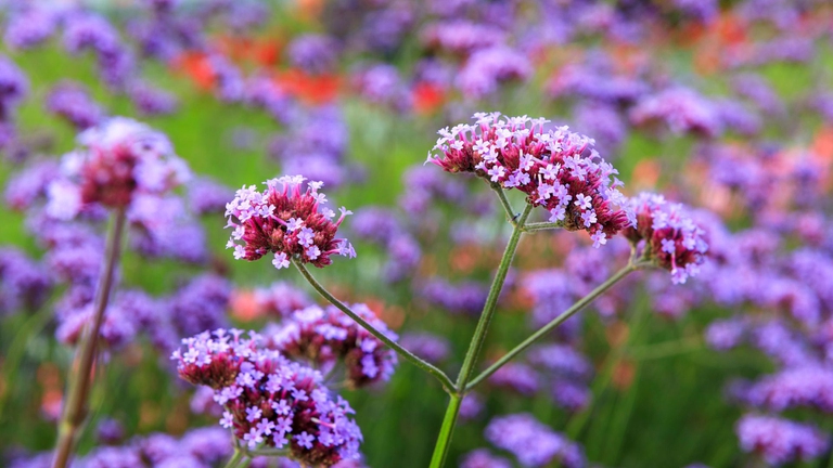 verbena in campo