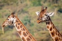 Kenya, lo spettacolare salvataggio delle giraffe a bordo di una chiatta