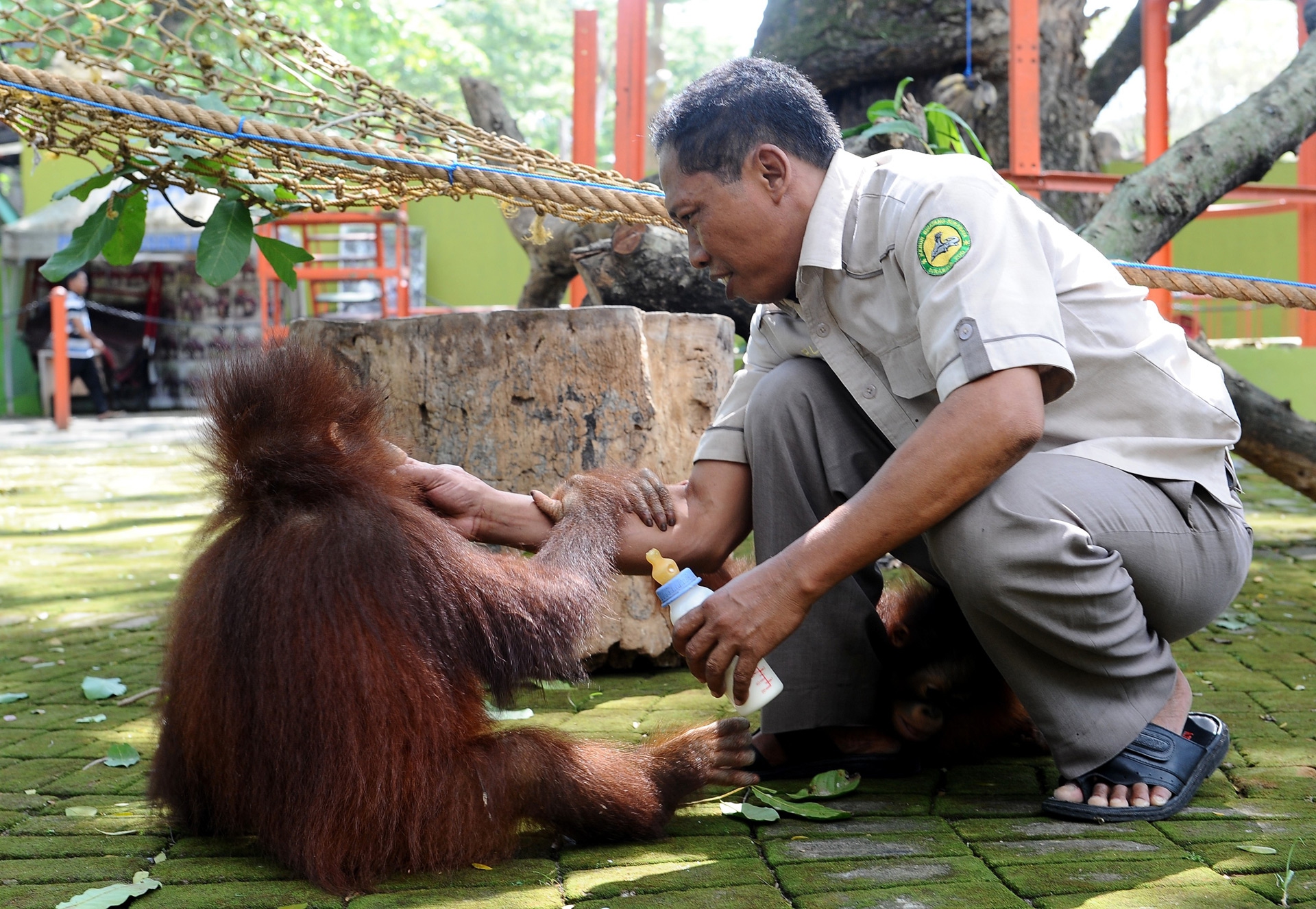 Damai e Rizki, due cuccioli di orango tornano il libertà