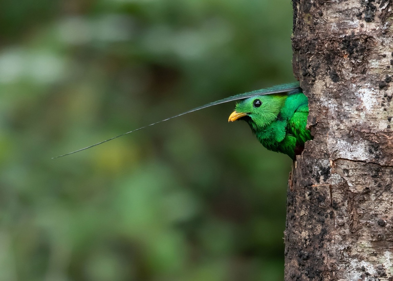 Quetzal splendente che emerge da un albero