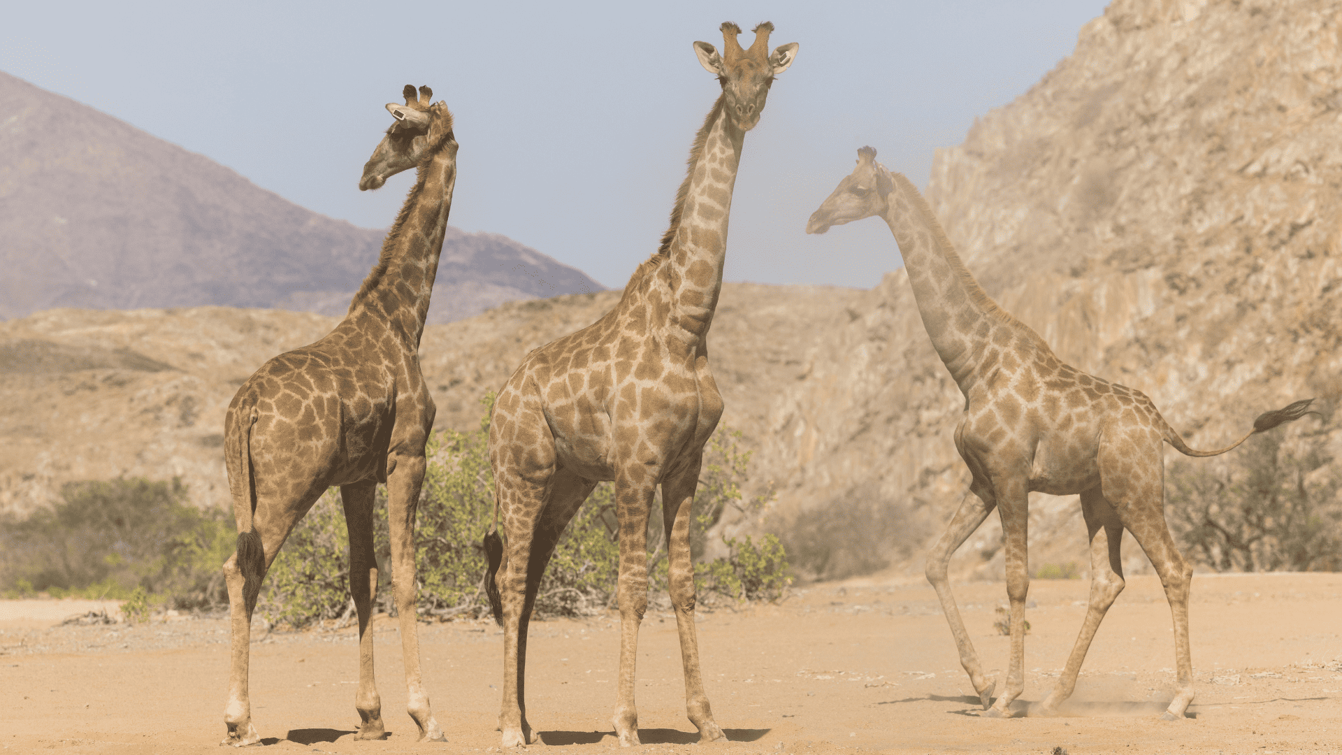 giraffa dell'Angola