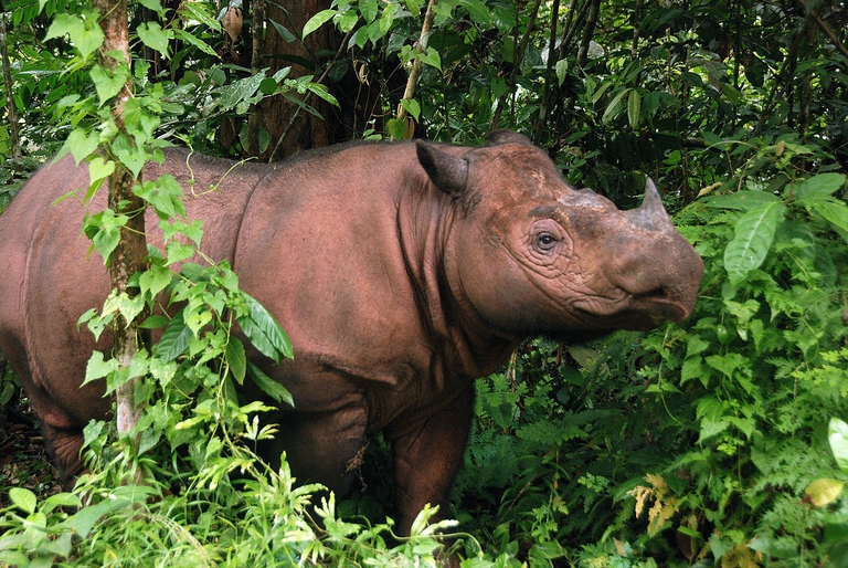 Rinoceronte di Sumatra nella foresta indonesiana