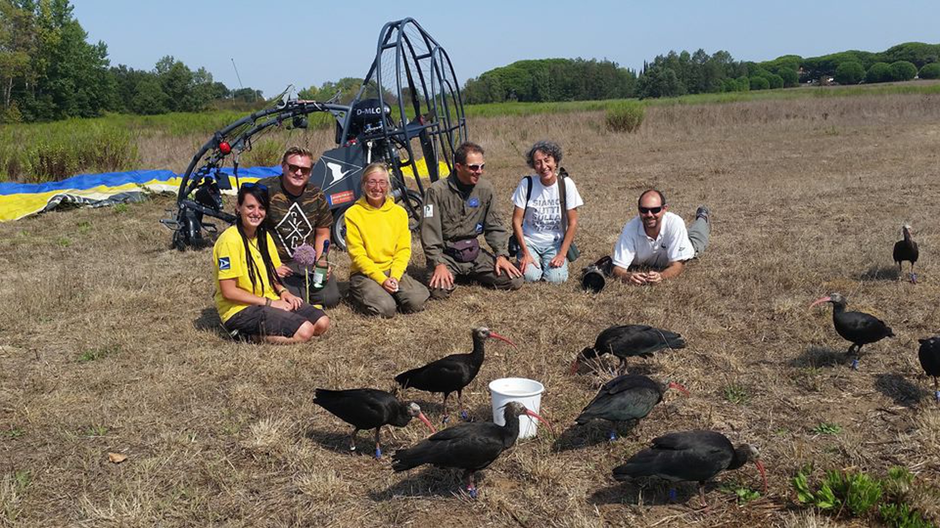 Ibis eremita ad Orbetello