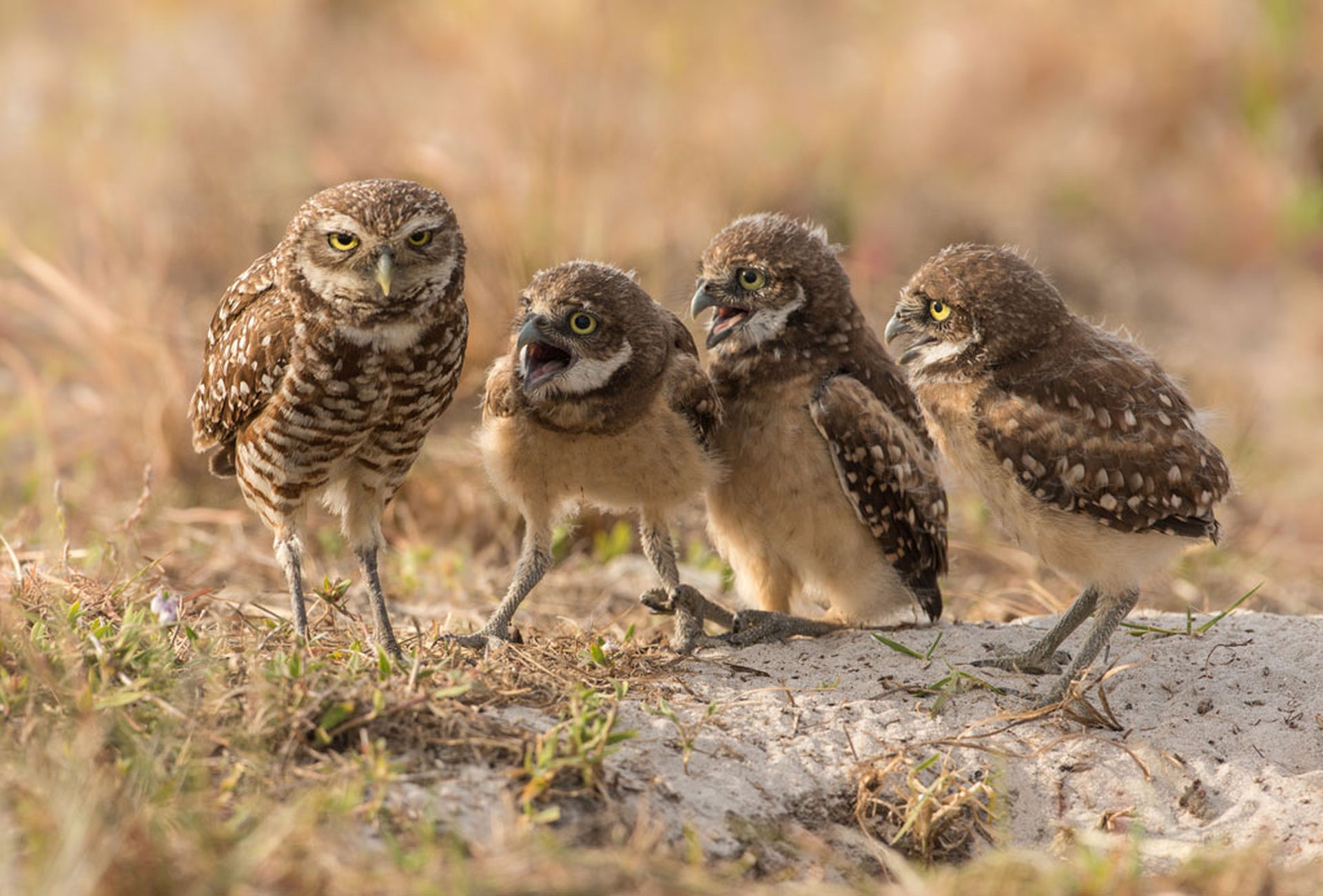 Mom, mom, mom, mom di Barb D'Arpino – Comedy wildlife photography awards