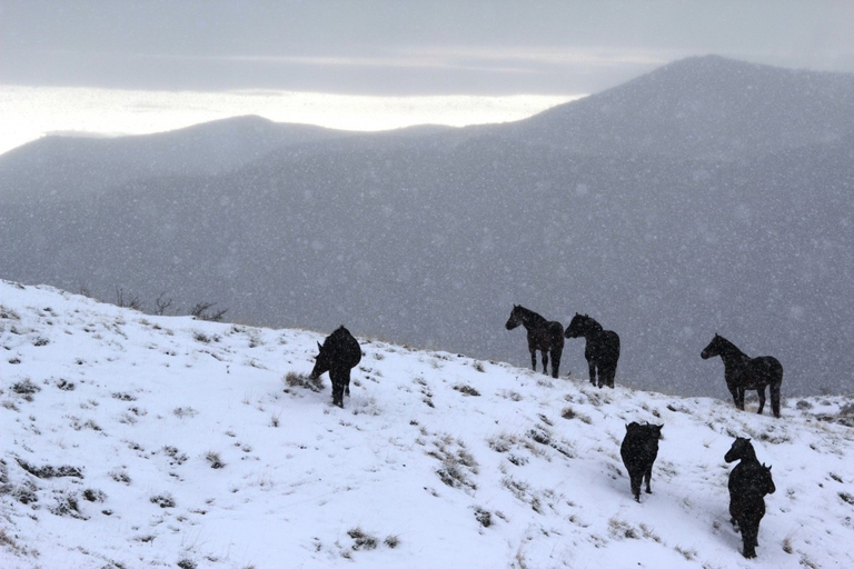 Cavalli selvaggi Aveto Liguria