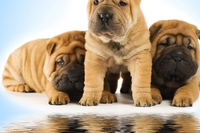 Botti di capodanno, i rimedi naturali per cani e gatti e le cure antistress