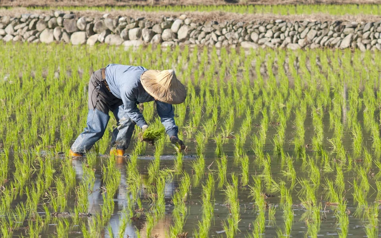 importazioni alimentari