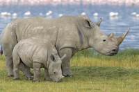 22 September is World Rhino Day