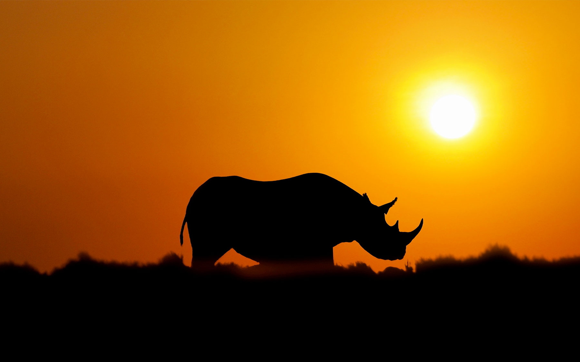 Dal gps al taglio del corno. Tutte le idee per salvare i rinoceronti