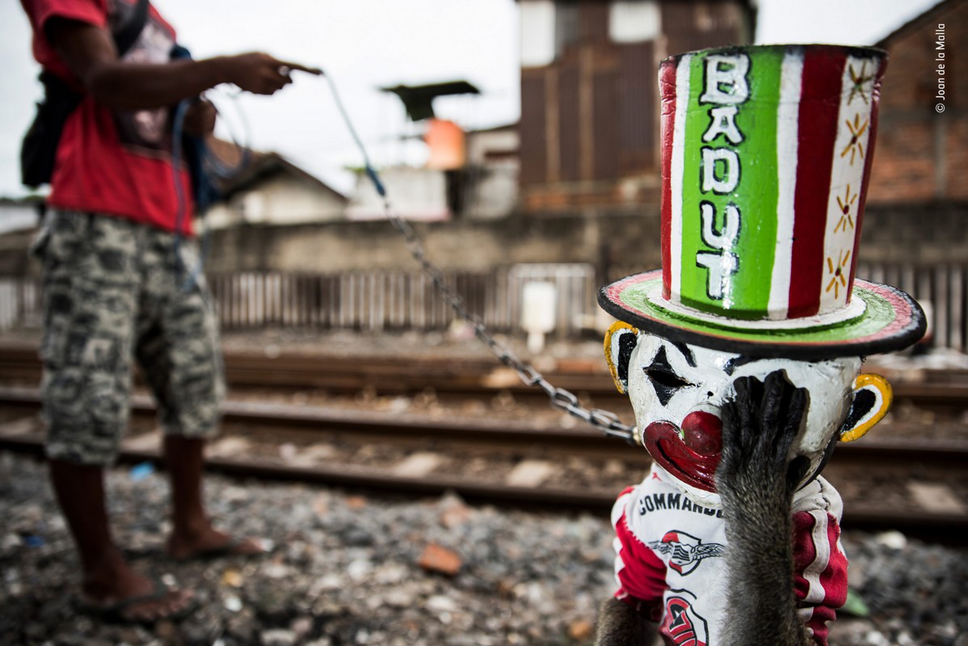 Joan de la Malla - Wildlife Photographer of the Year 2018