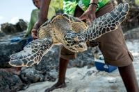 Watch Kenya’s wonderful wildlife being broadcast live from natural reserves