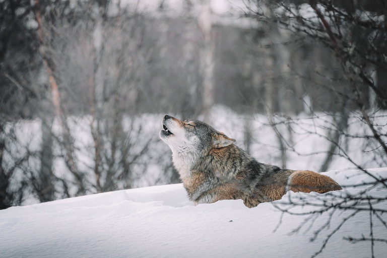 wolf, our wild calling