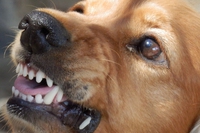 Il microbioma può influenzare l’aggressività nel cane