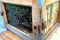 Gli apicoltori che coltivano biodiversità protagonisti di Campi da sapere