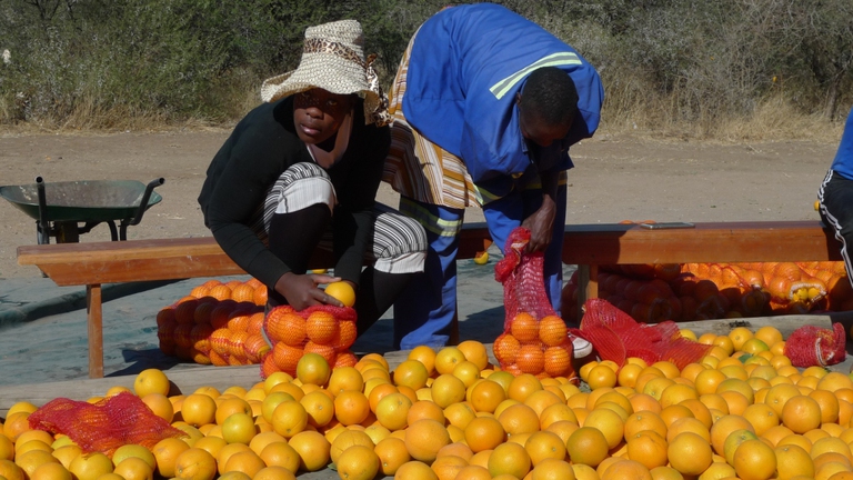 Il progetto di Cesvi in Zimbawe - arance ©Cesvi