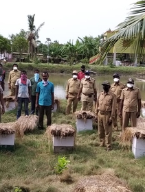 Embracing beekeeping to stop fatal tiger attacks in Sundarbans mangrove forest
