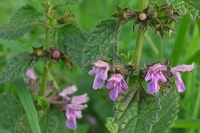Marrubium vulgare: proprietà terapeutiche e controindicazioni del marrubio