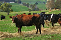Tassa sulla carne, per il bene del pianeta la gente acconsentirebbe