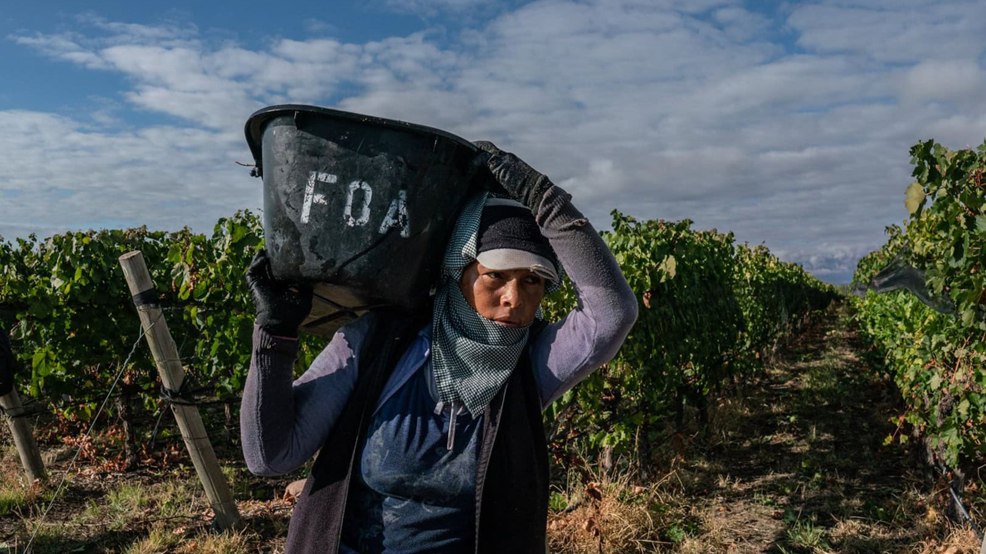 Vino y cambio climatico en Argentina