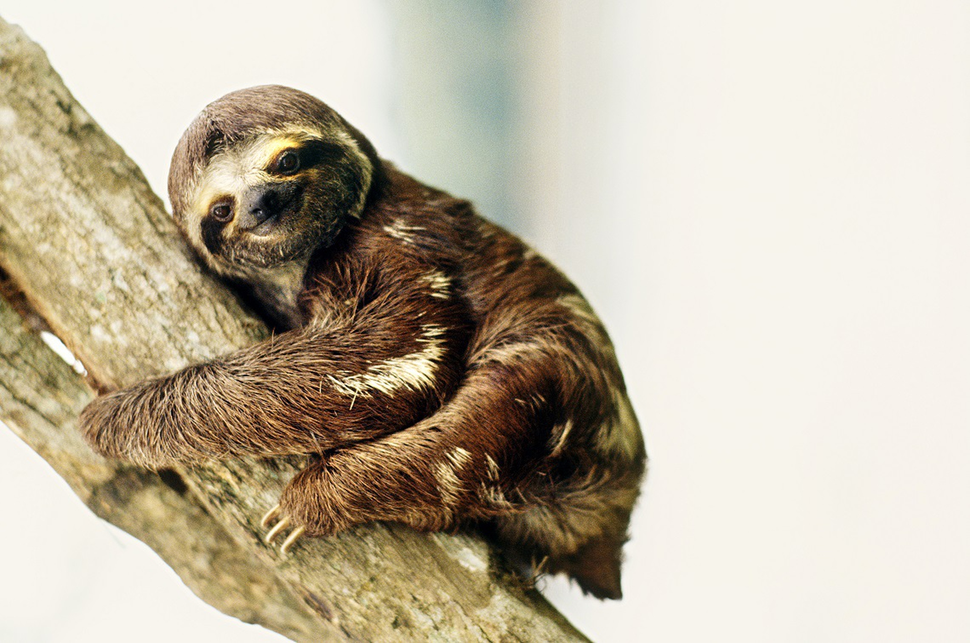 three-toed sloth