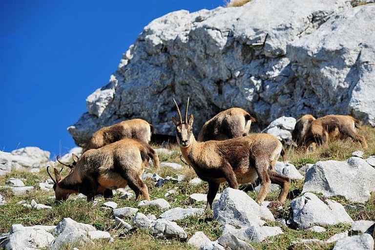 5 species you can only admire in Italy - LifeGate
