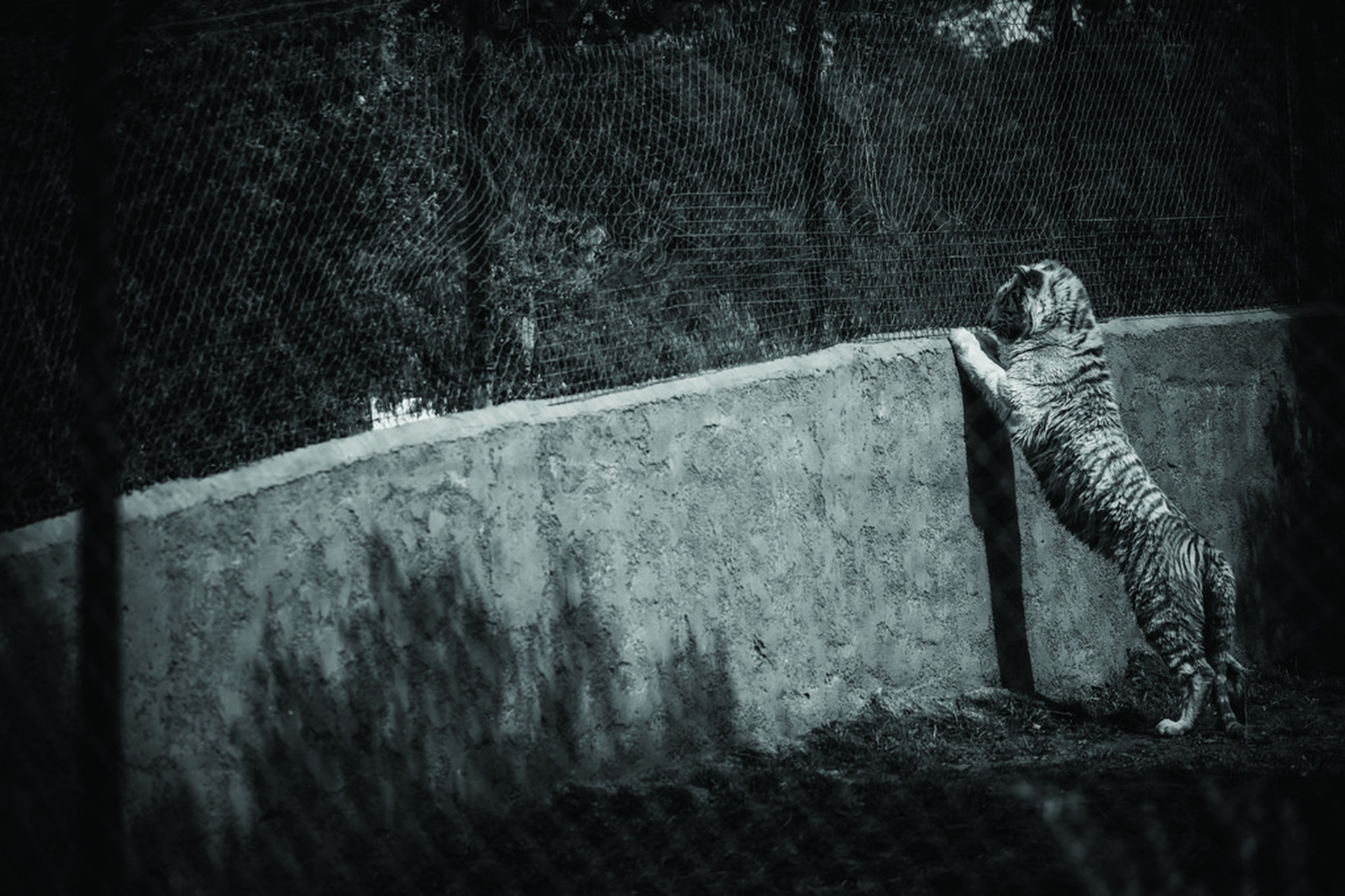 Animals in European Zoos