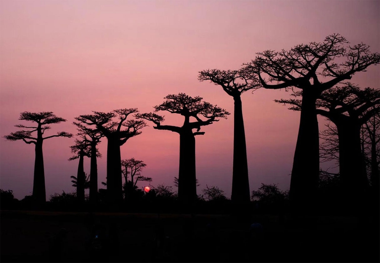 baobab Bandia Senegal