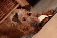 Superfood per cani e gatti, per una vita lunga e sana