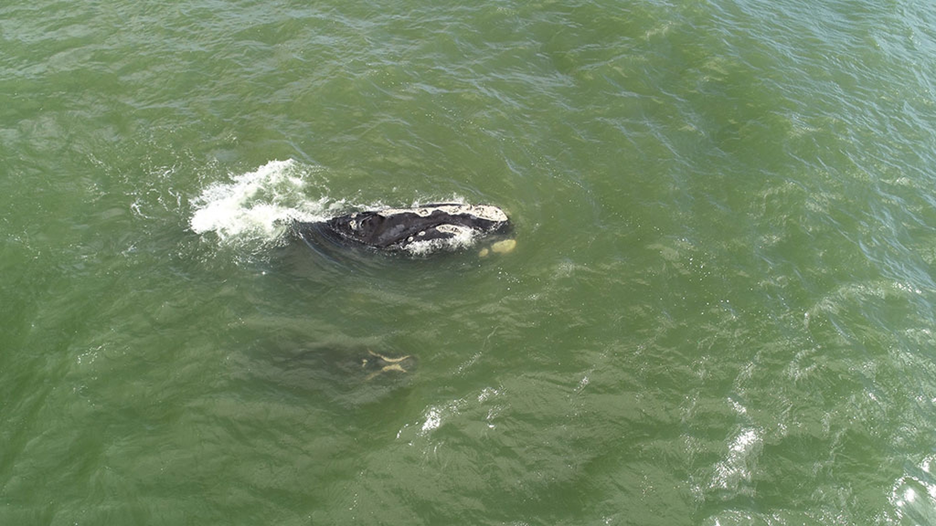 Balena 3370 con cucciolo