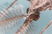 In Italia si sta lavorando per ridurre il numero delle zanzare portatrici della malaria