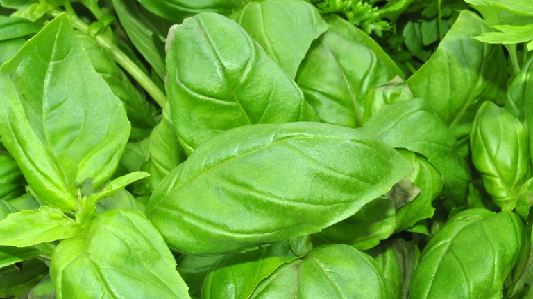 basilico costiera amalfitana