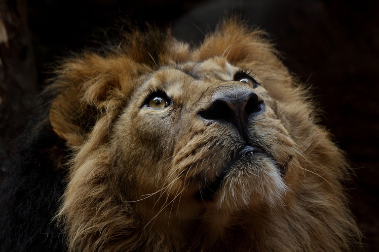 Lo sguardo di un leone