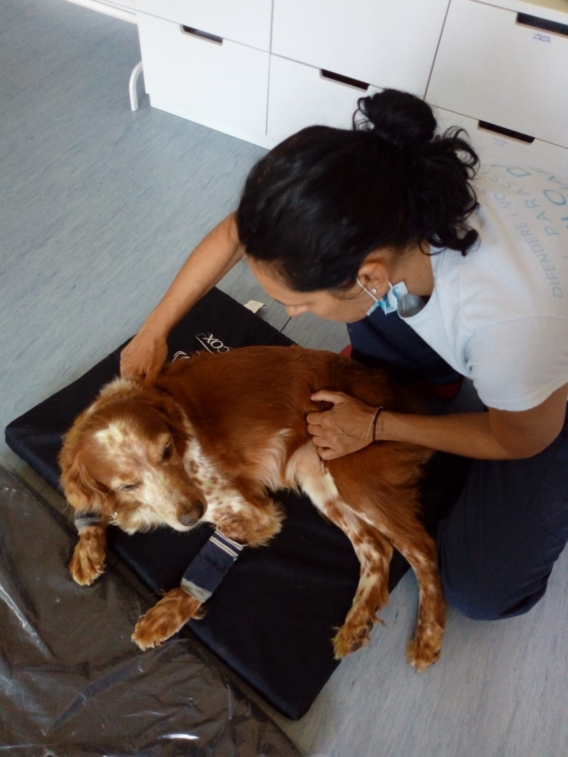 Osteopatia veterinaria