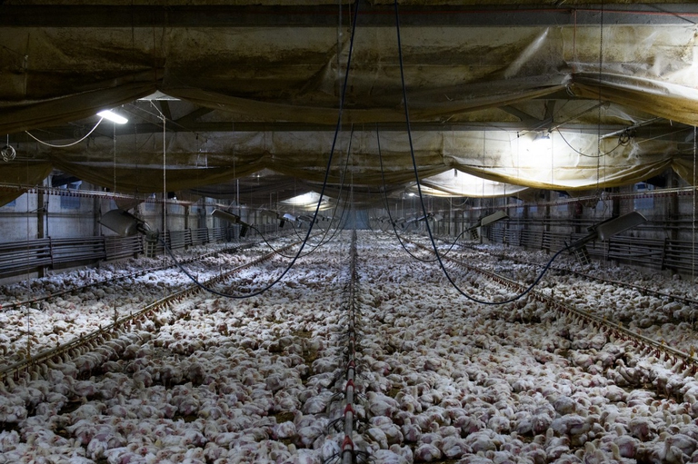 Il violento carico dei polli verso il macello, Essere Animali