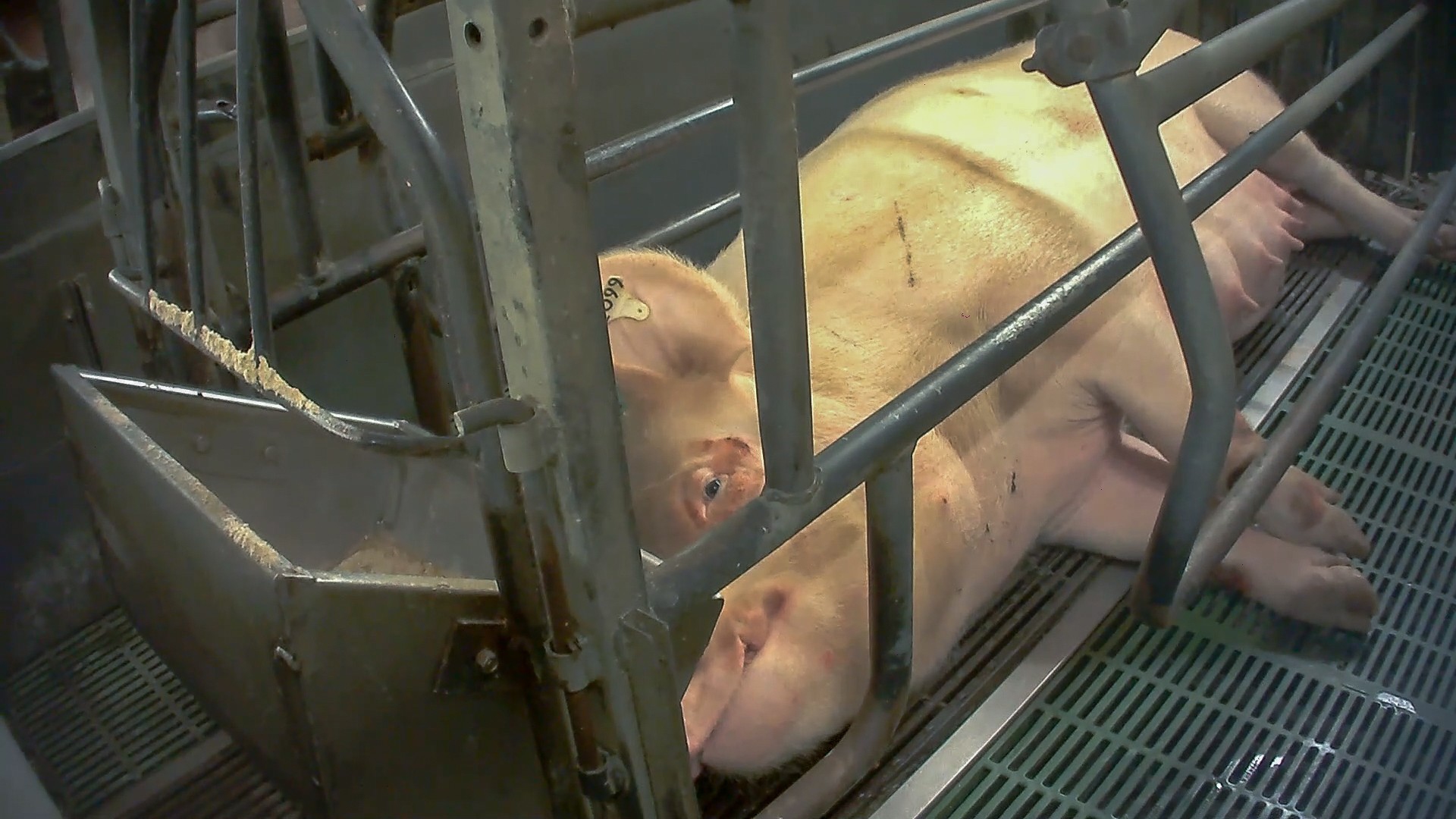 Un maiale sofferente in un allevamento dop