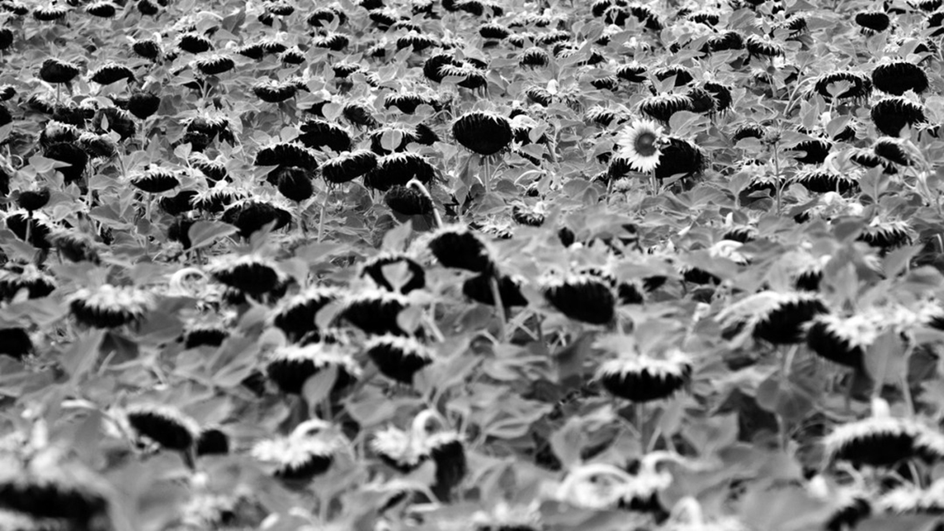 Sunflower fields - El costo humano del los agrotoxicos