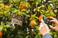 Save the Farm: aziende adottano alberi da frutto