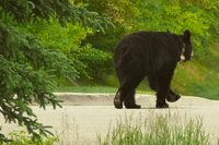 5 importanti corridoi ecologici per la fauna