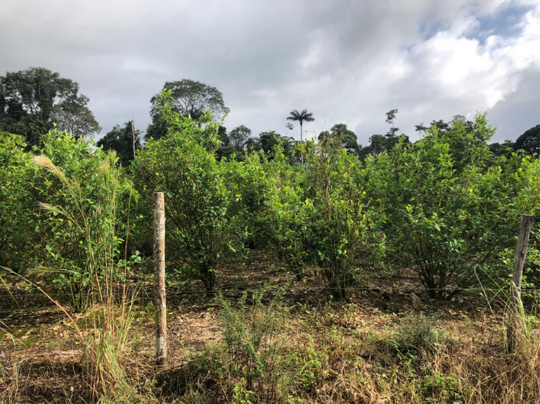 cocaina elezioni Colombia Iván Duque