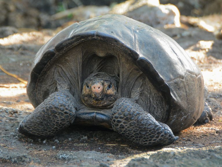 La tartaruga gigante di Fernandina si credeva estinta, non lo è