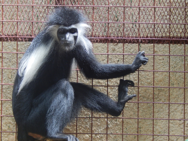 Betsy; the first hand reared Angolan black and white colobus in the world © Kelly Martin