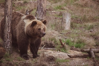 Le 11 specie salvate grazie ai parchi italiani