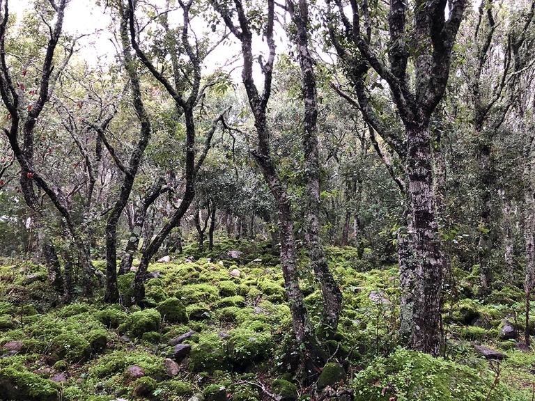 cavallini della giara di Gesturi, Sardegna