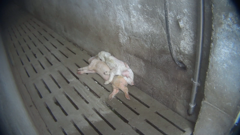 Maialini morti nel corridoio di un allevamento