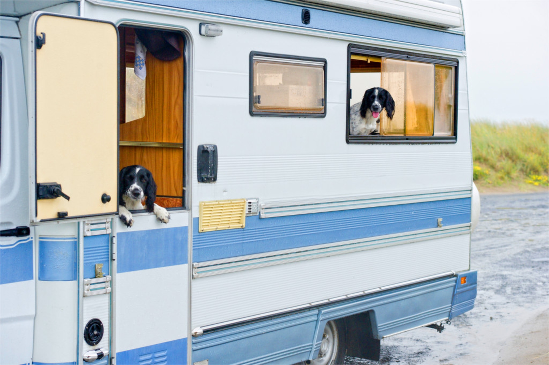 Cani in vacanza insieme con il camper