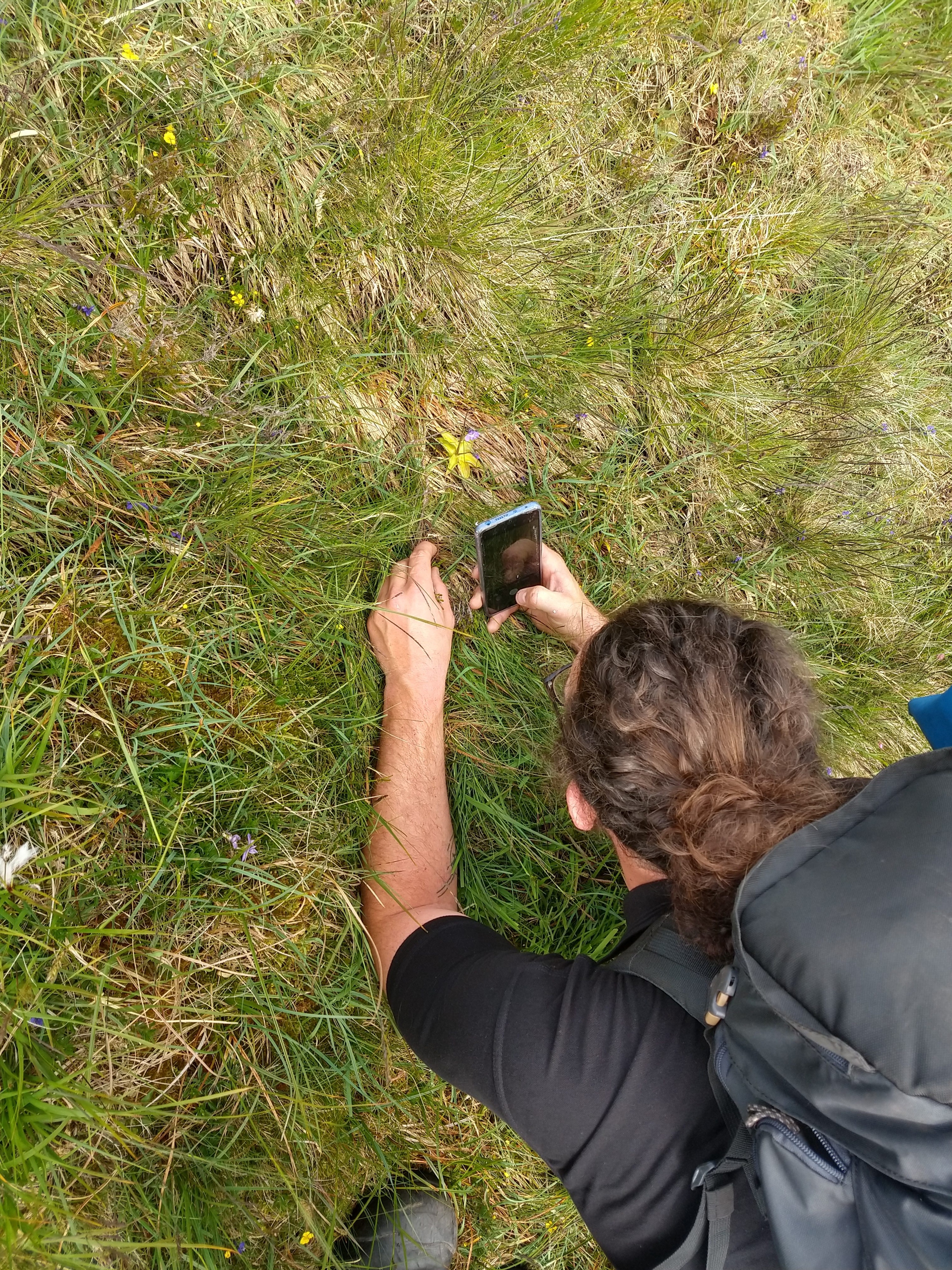 Wildlife Surveys in the Mournes