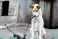 Ecco la prima legge italiana che riconosce i diritti degli animali