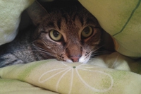 Una casa a Milano per gatti in cerca di adozione